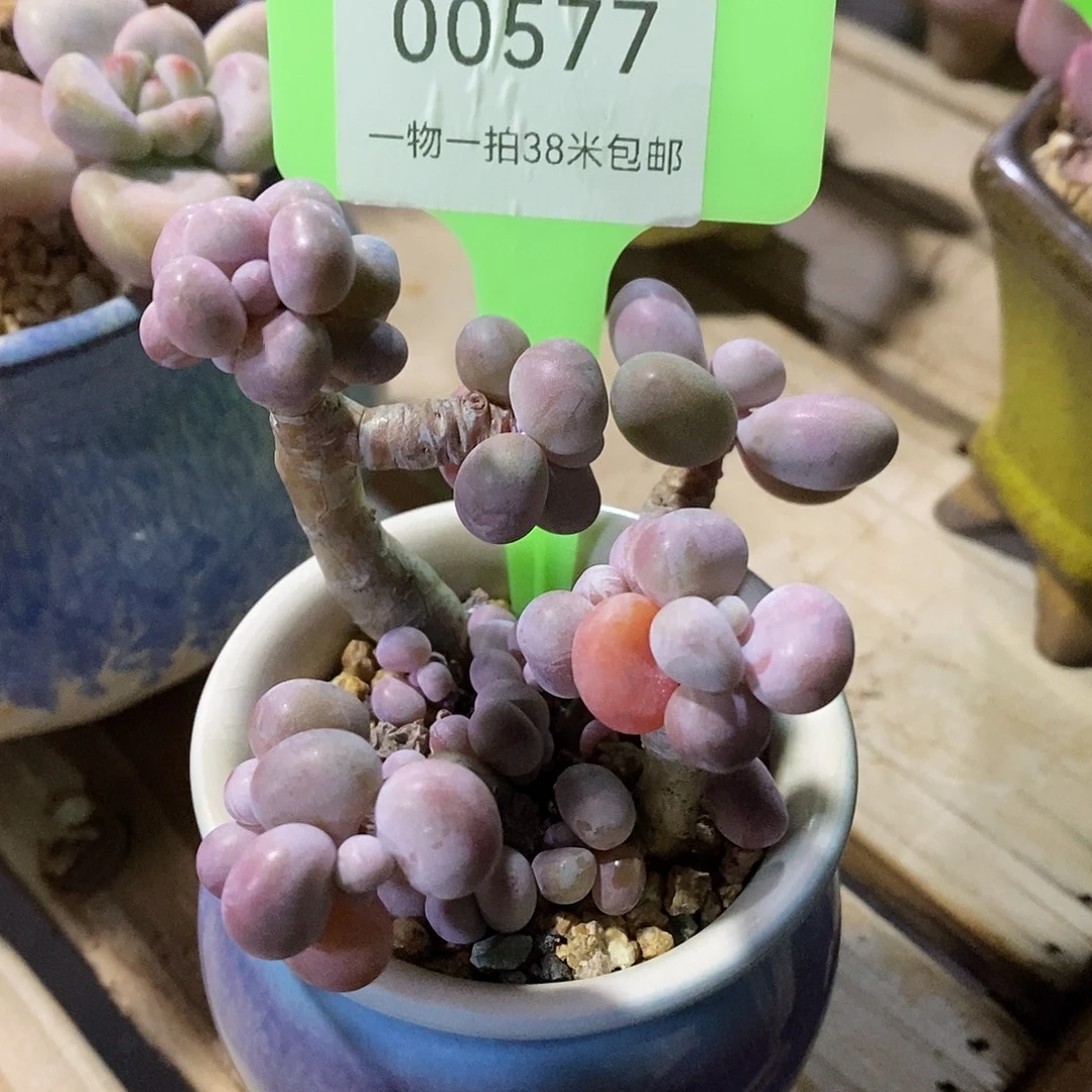 00577。low图咯哦我小雨图