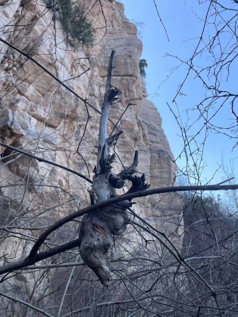 太行陈化毛料崖柏