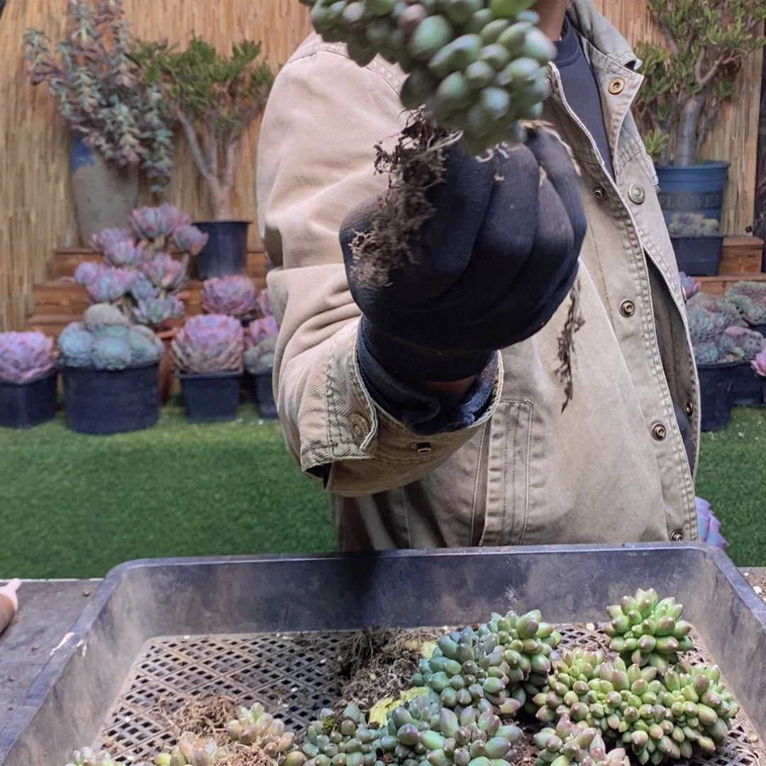 ?*344 号千代田缀化多肉