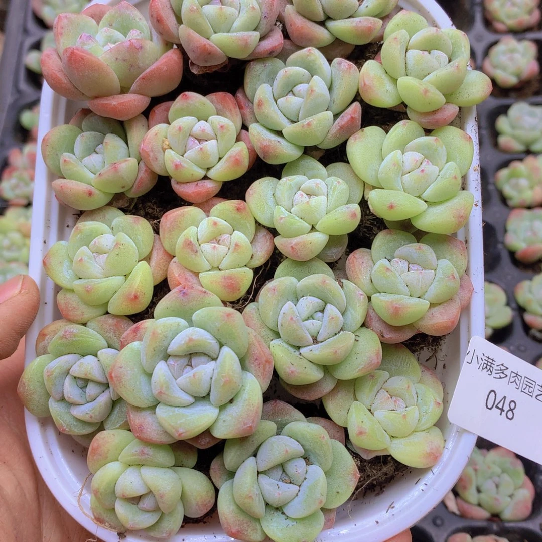 我要去看你了啊我