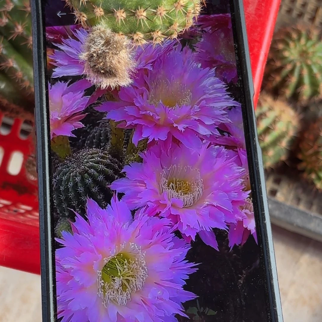 紫薇星毛小侧牙20包邮仙人球27