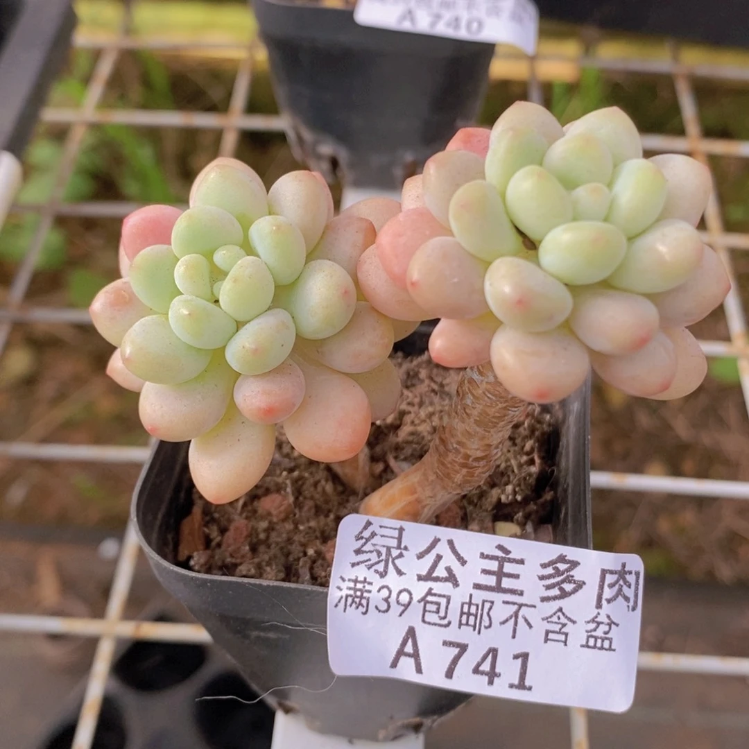 鱼子酱6cm741多肉植物
