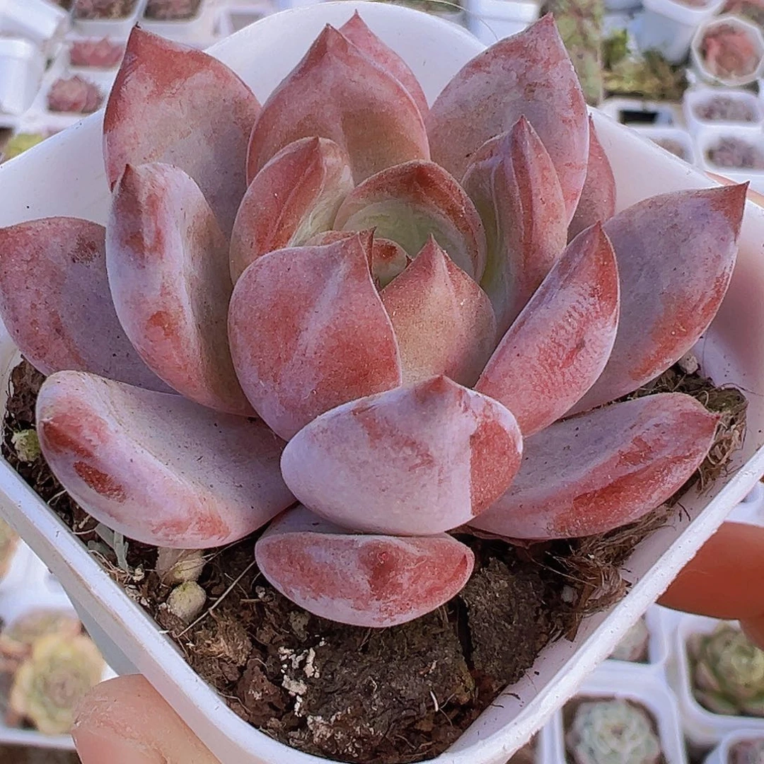 夜魔侠19包邮多肉