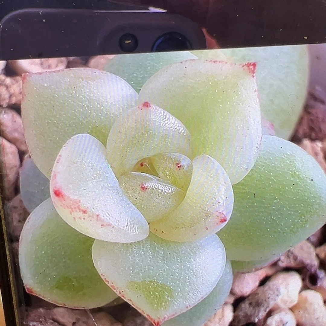 X4。       状态图。