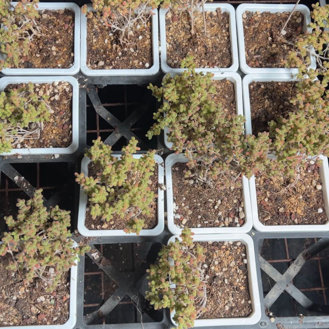 冰糖10白方老桩福利