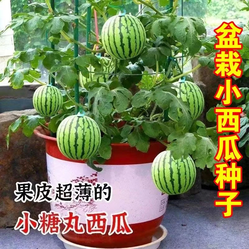 蜂蜜盆栽小西瓜种子农田阳台盆栽高产四季蔬果种籽早熟脆甜