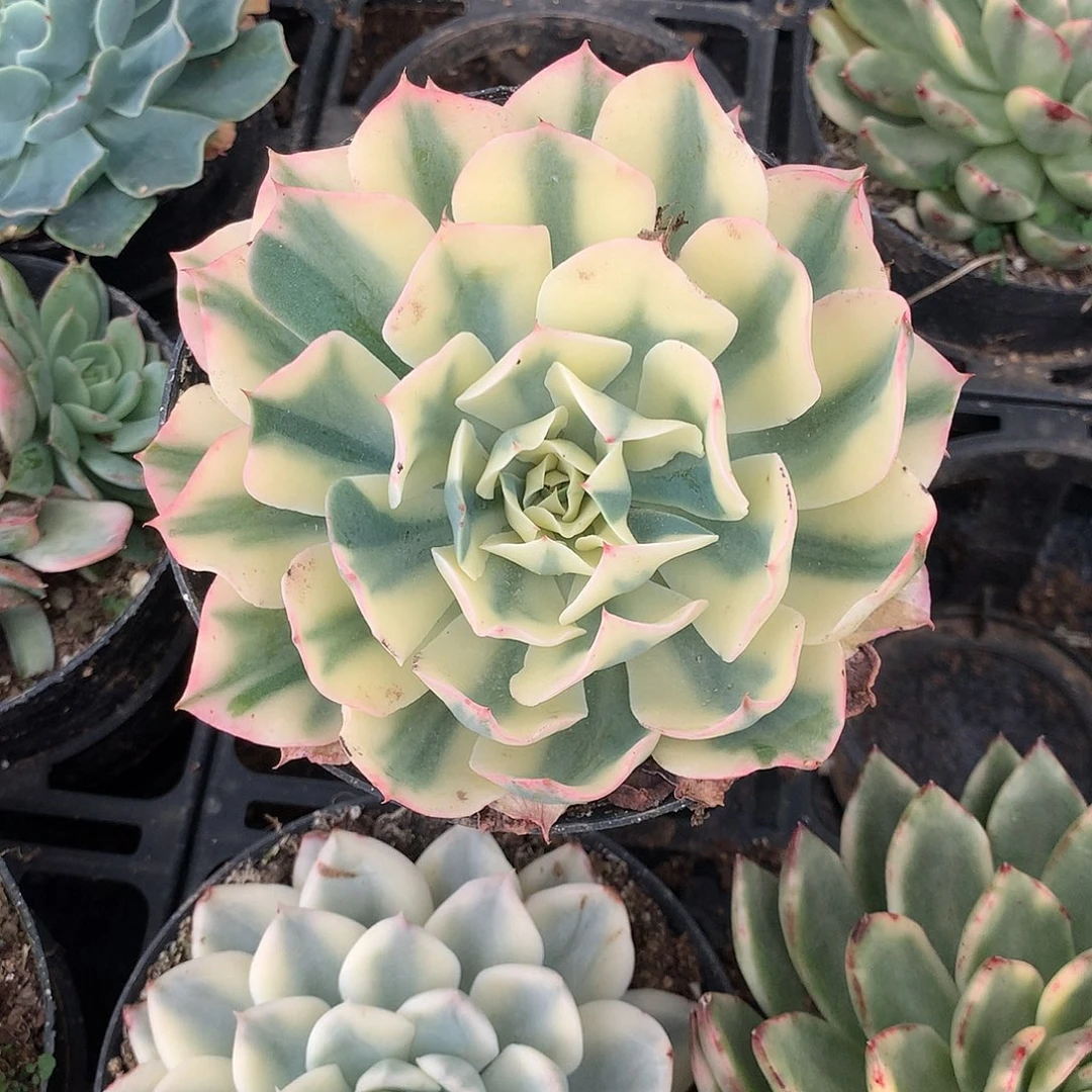 海啸锦多肉植物老桩