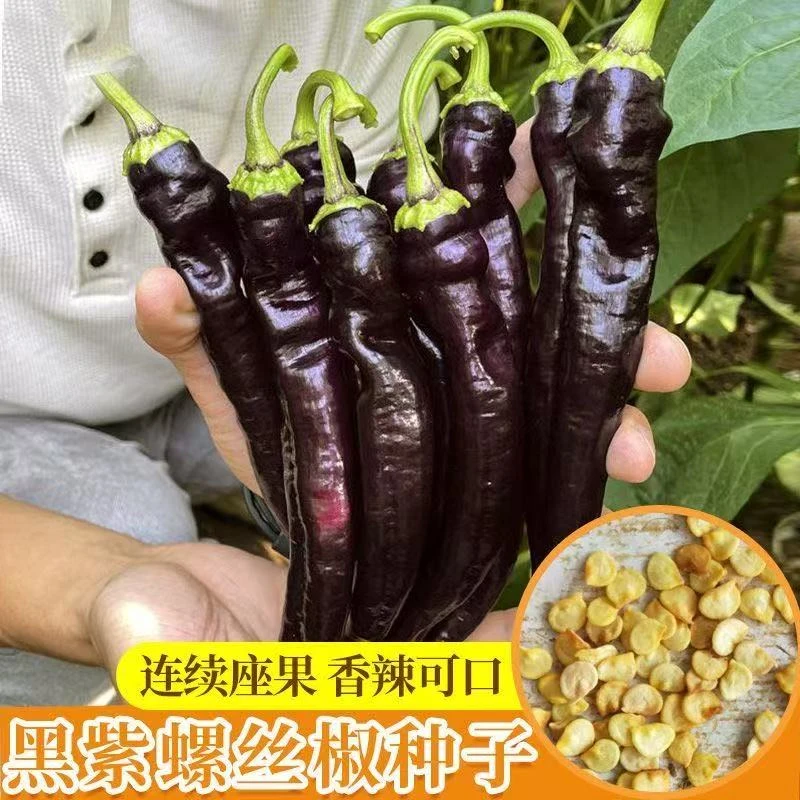 【黑美人辣椒种子】早熟高产黑辣椒种子耐寒黑紫色光亮美观辣味浓