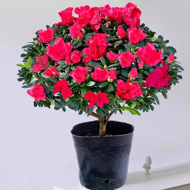杜鹃花盆栽植物室内带花好养的花常年四季开花不断花卉观花植物