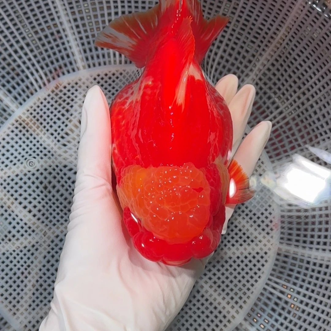 金鱼精品高货短尾将军狮子