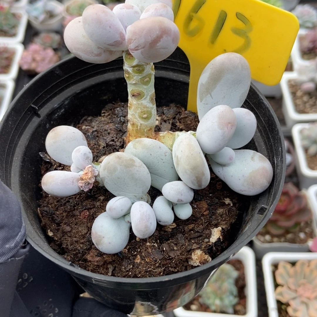 1613橙雪球多肉植物