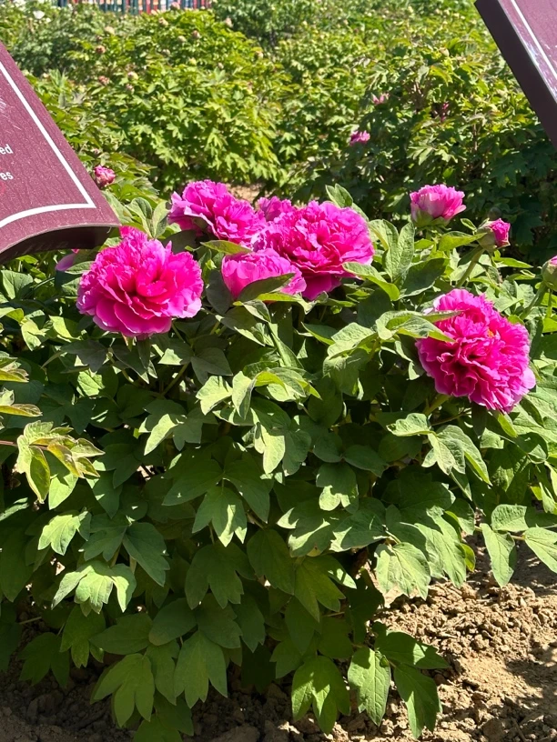 （长寿红）牡丹，先发肥料秋季发苗！基地直销