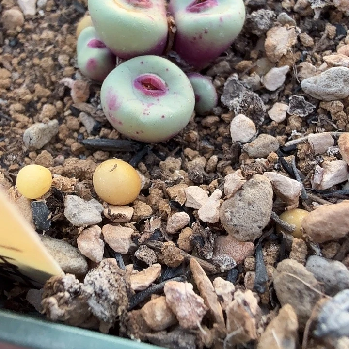 高***黎多肉se两头啊啊啊啊