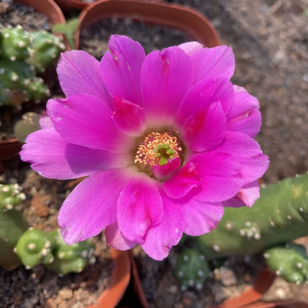 水仙情郎仙人球鹿角柱属美花动态壁挂画开花