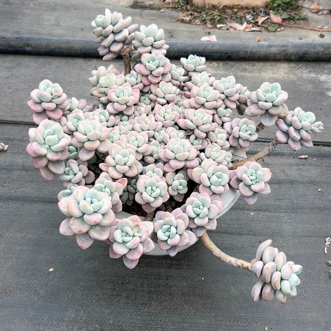 皮皮多肉一物一拍   红洛神