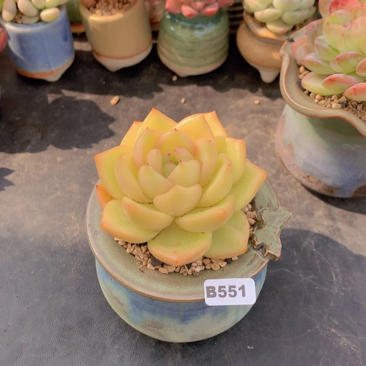 一物一拍满含盆土满38包邮B551