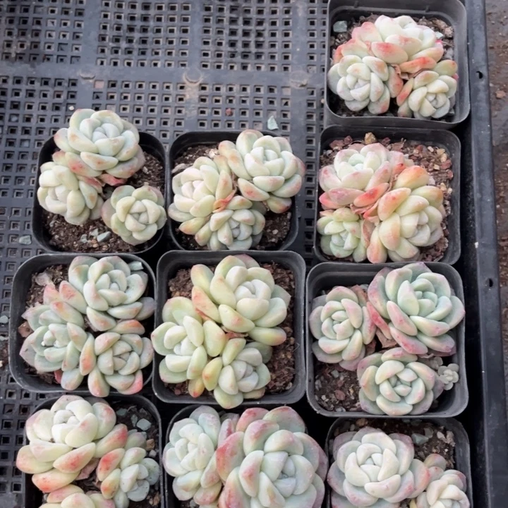 冰玉多肉七方盆一组10个7号