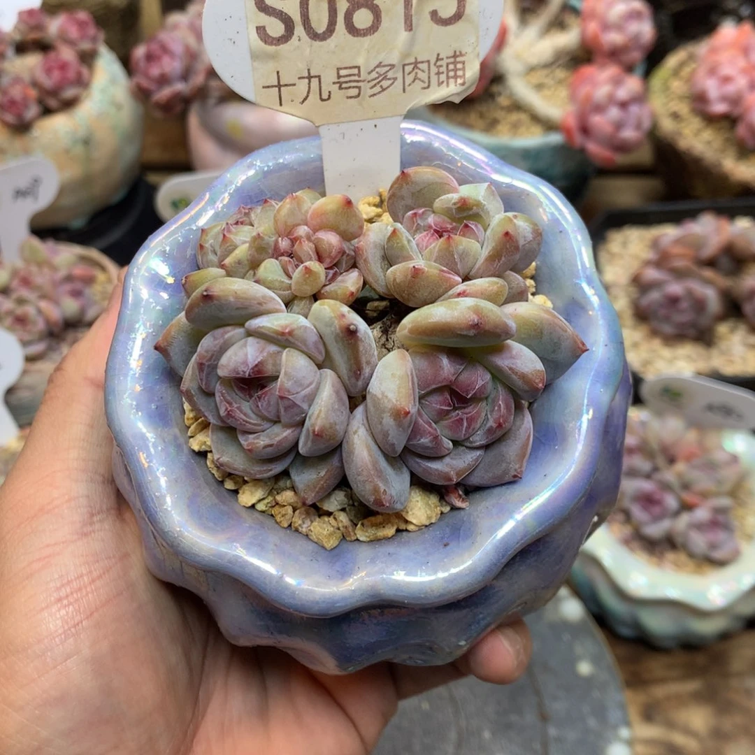 S0815 9头迷你脸星影 有砍 7厘米