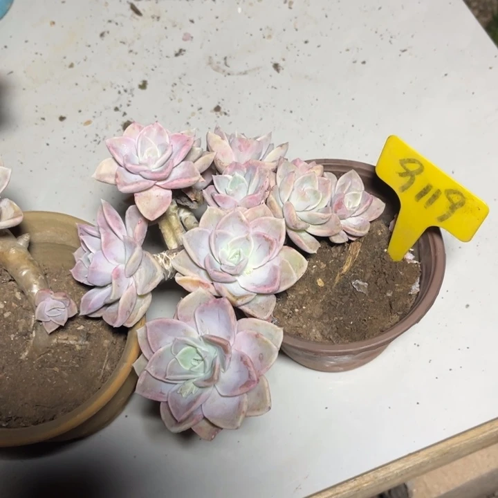 哈利沃森多肉植物9119