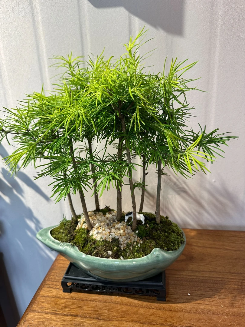 金钱松丛林桌面绿植室内盆栽