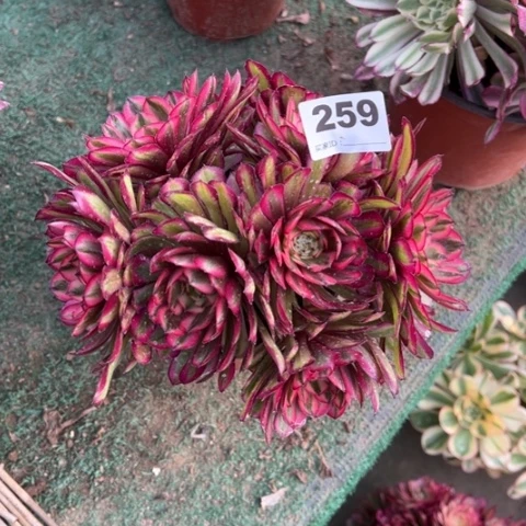 259白月光朵朵多肉