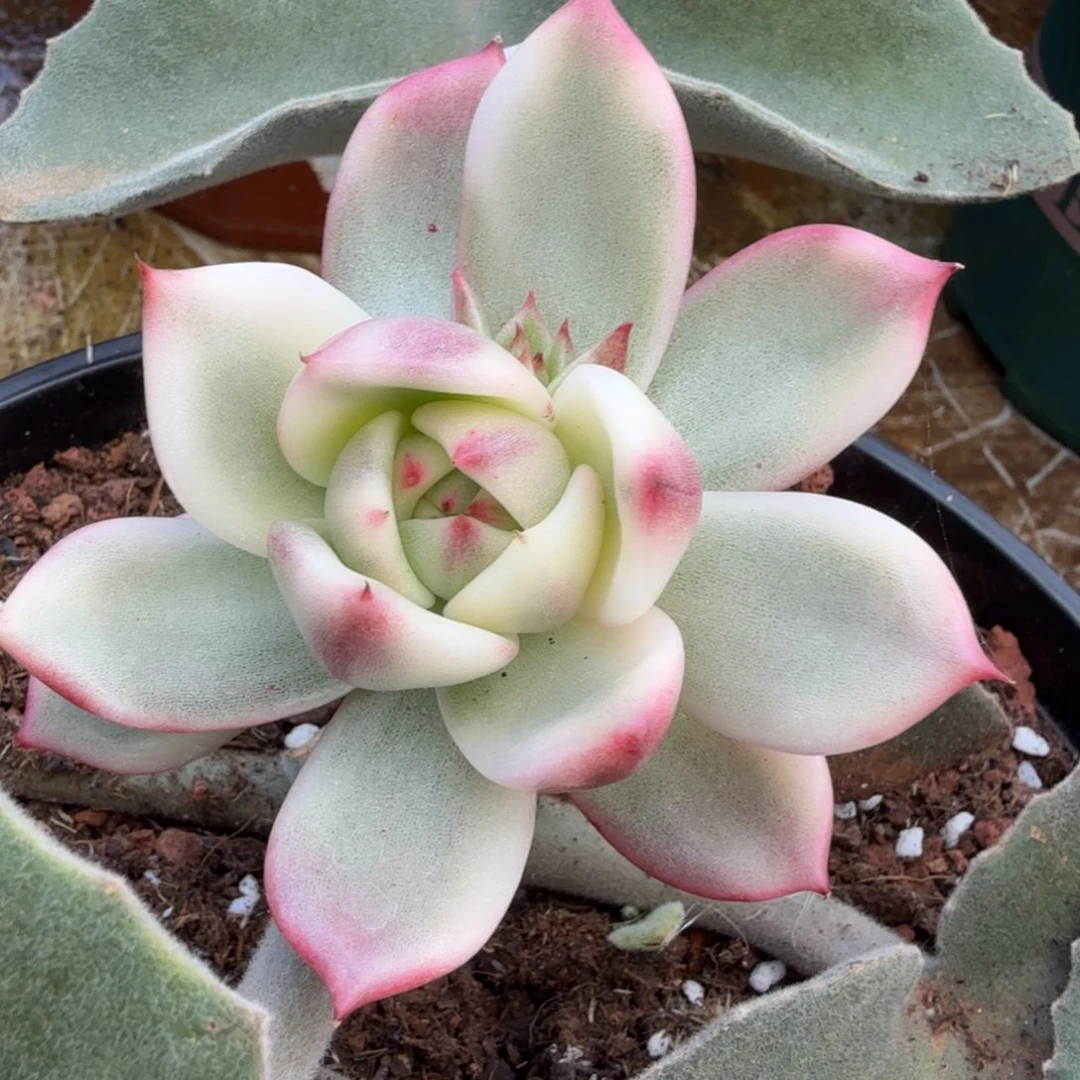 新品肉肉锦上园艺一物一拍