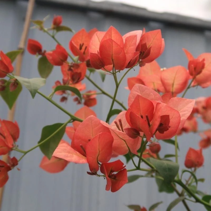 不甜西瓜 三角梅大苗好养易开花花卉基地  不带花