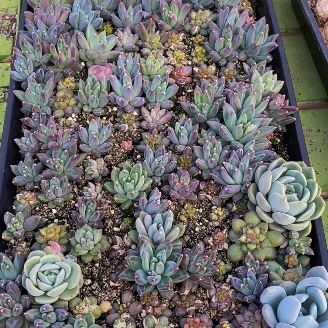 哦*呵446的人生态度是一种态度