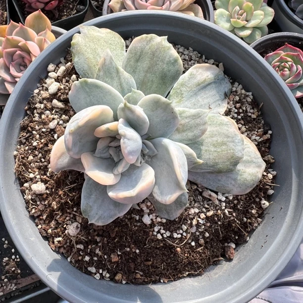 丽娜莲锦多头多肉植物（随缘专属）猎户座锦