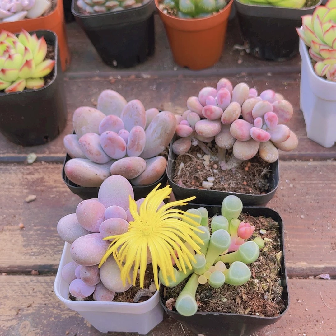 如图4盆111111111111111111111