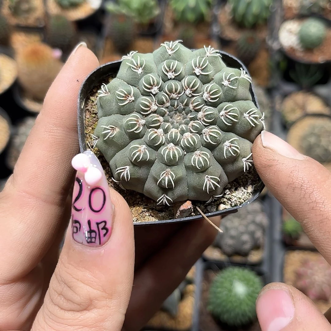 小**单24844一物一拍单头发货