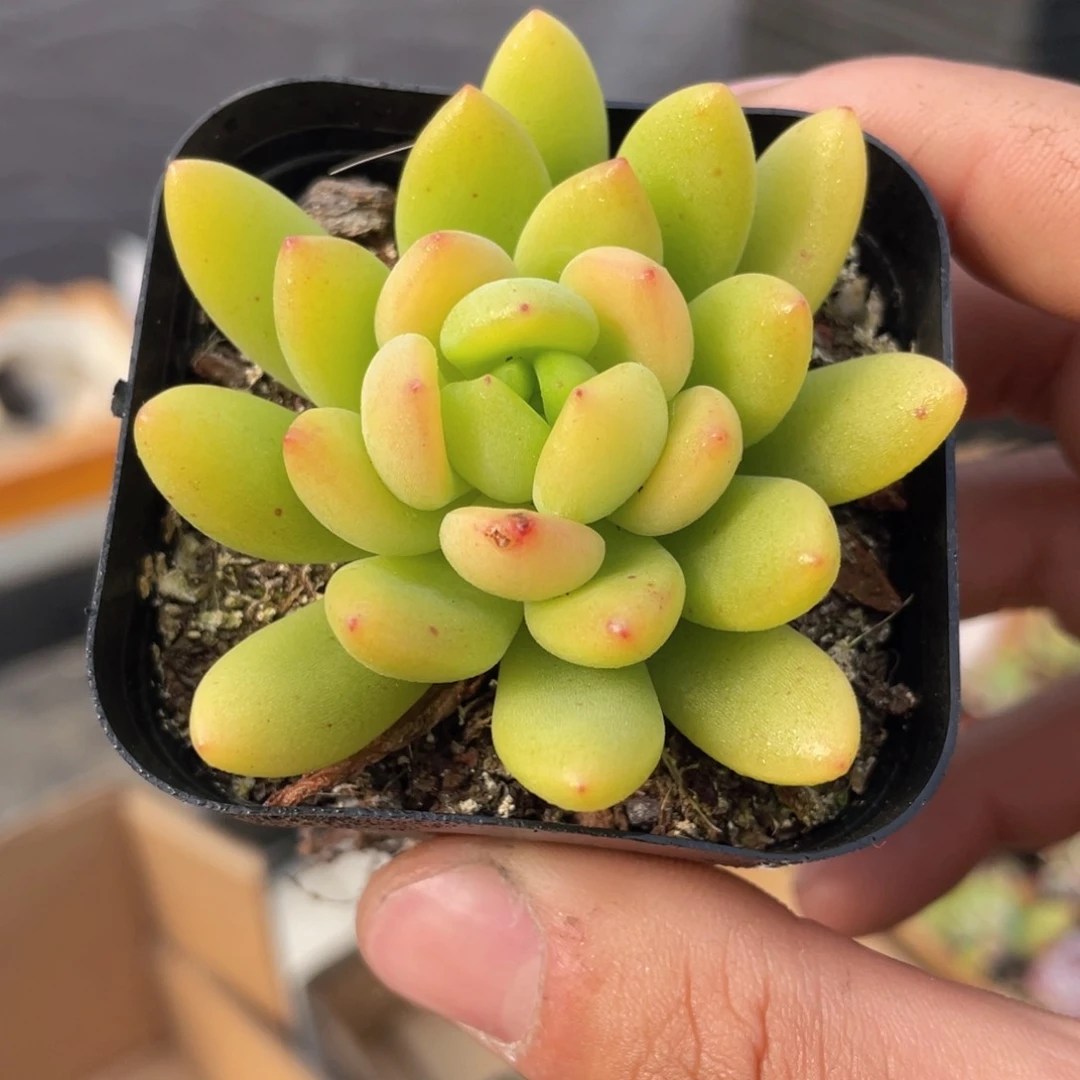 春萌多肉9.9包邮