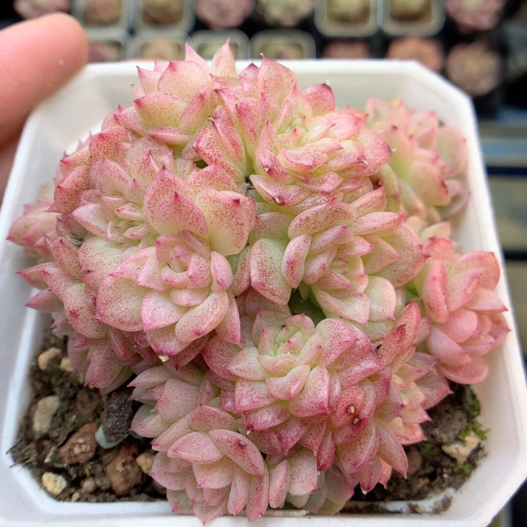 G145 ，20包邮两天凑单