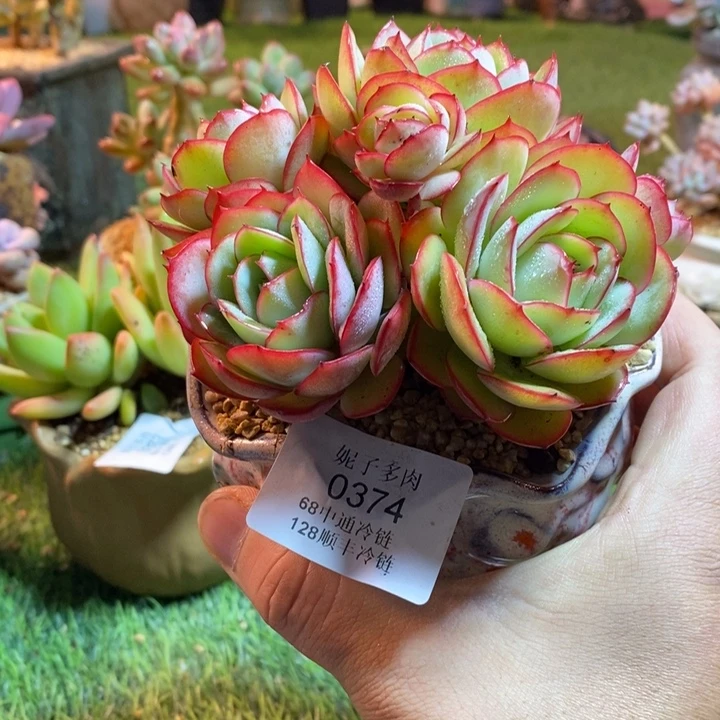 0374啊啊啊啊啊啊啊啊啊啊啊