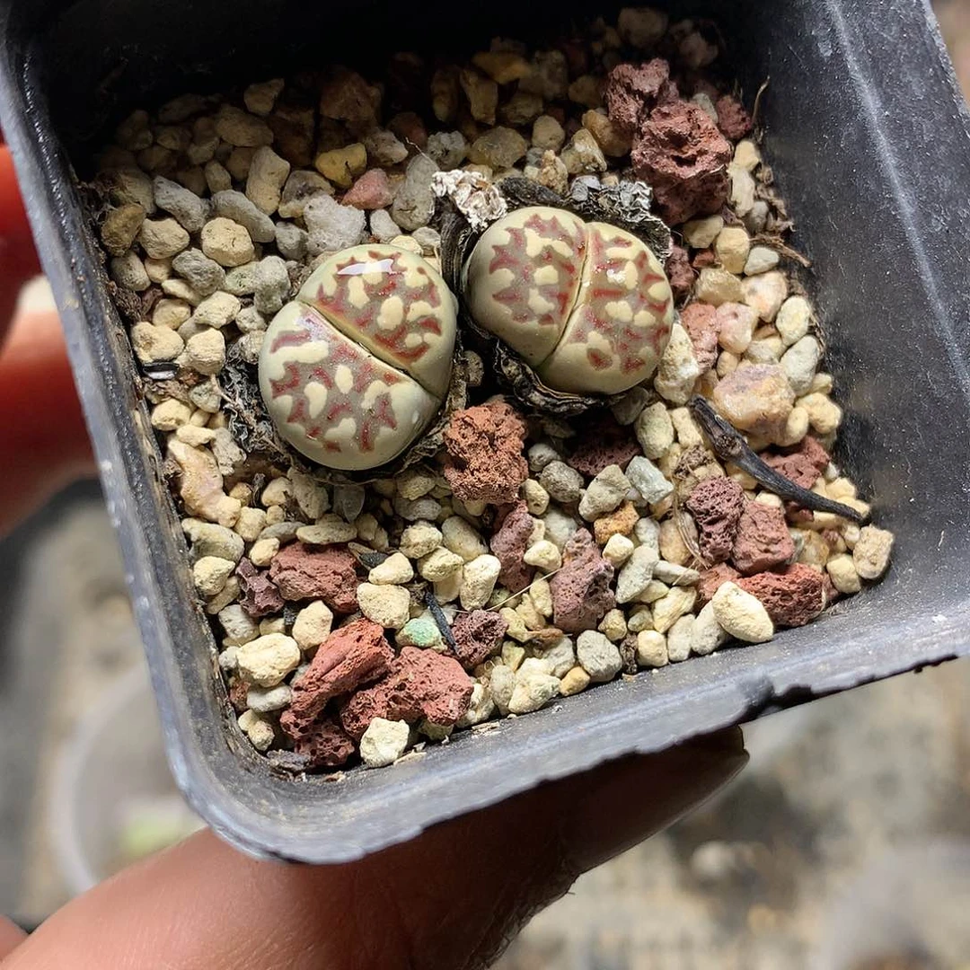W126多肉植物保护