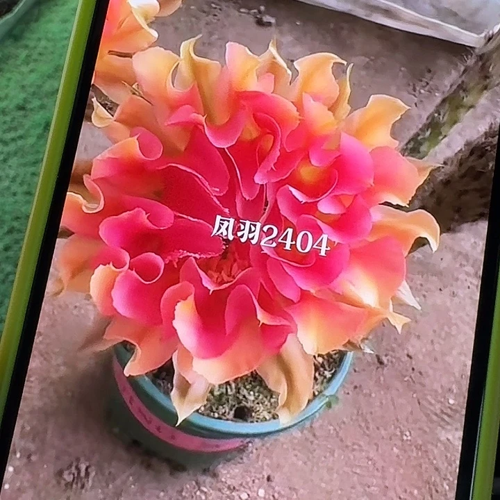 凤羽2404侧芽,尺寸以直播间看到的为准,偏远地区不包邮!