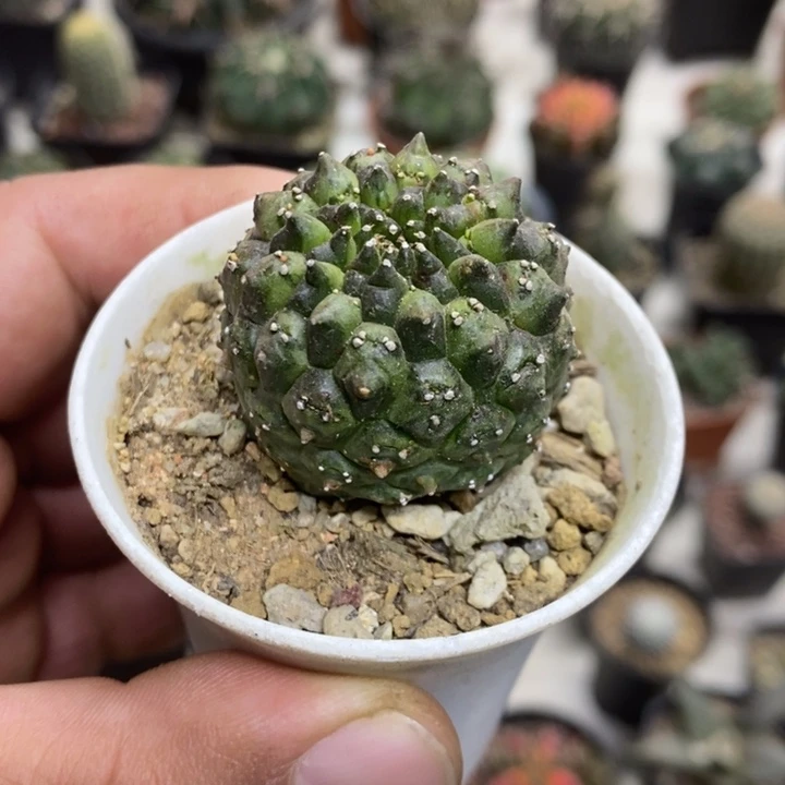 裸额龟甲特价福利