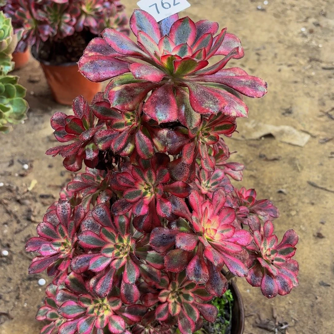 春***晓香奈儿一物一拍762冷棚