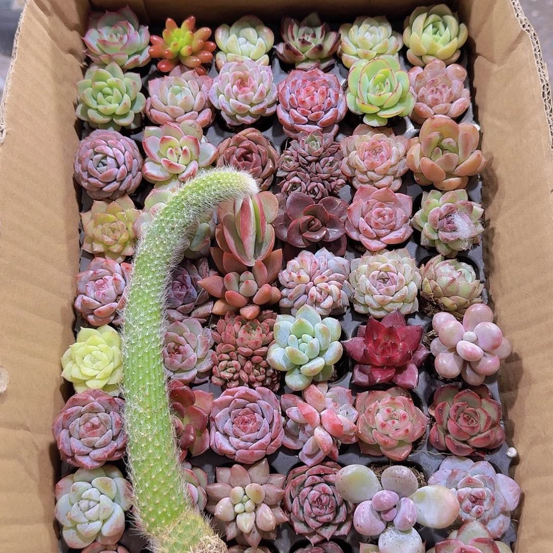 18颗小杆子111111