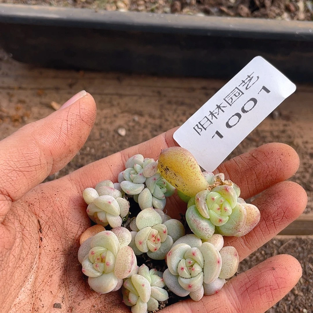 多肉植物多肉植物1001