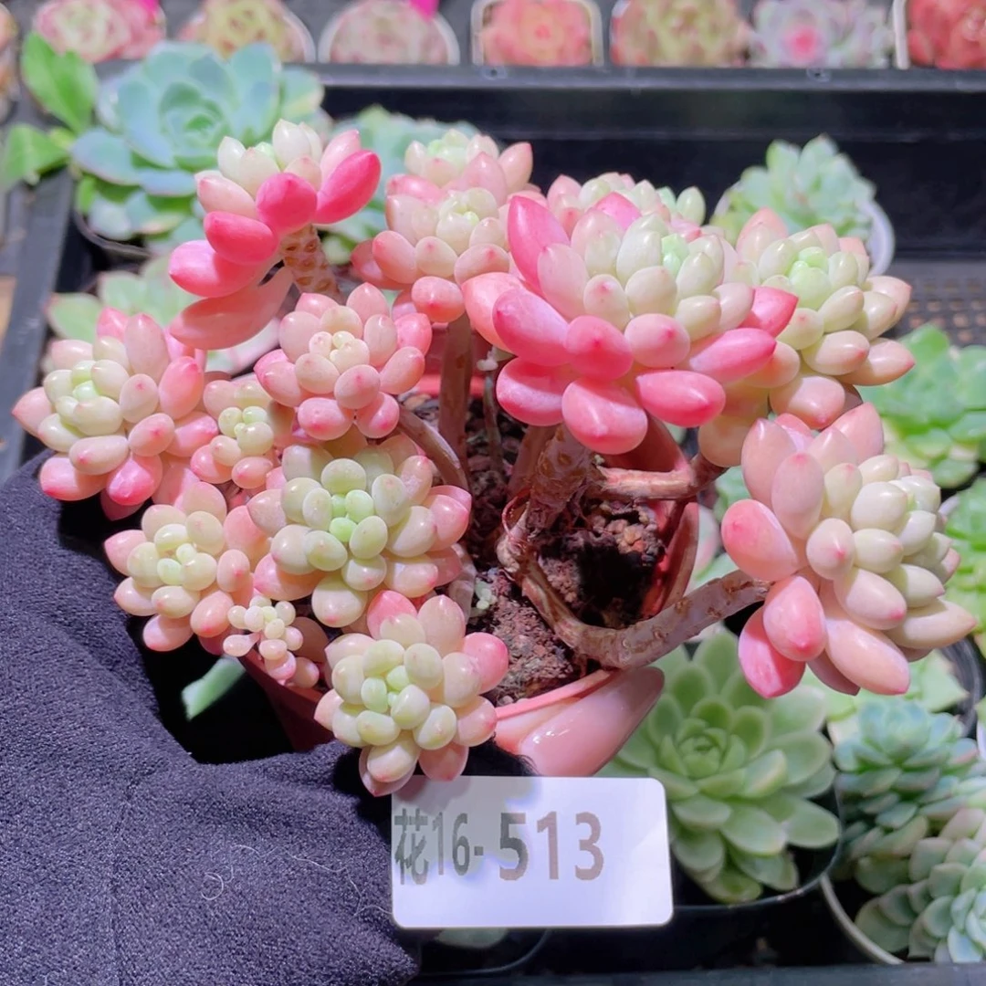 花利美16-513洛可可