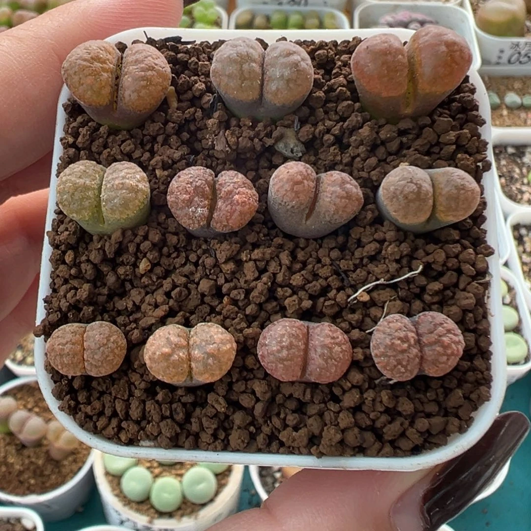 131蛋糕风铃裸根发货