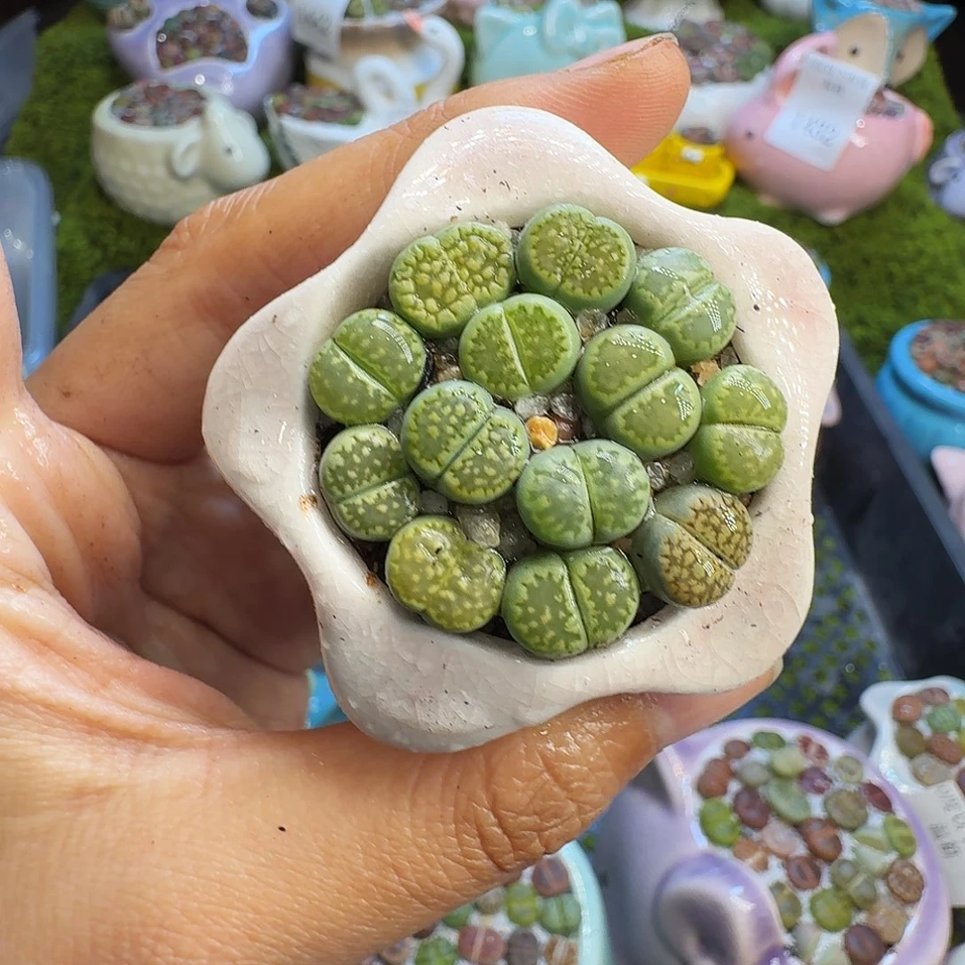 多肉植物开播福利冲1460