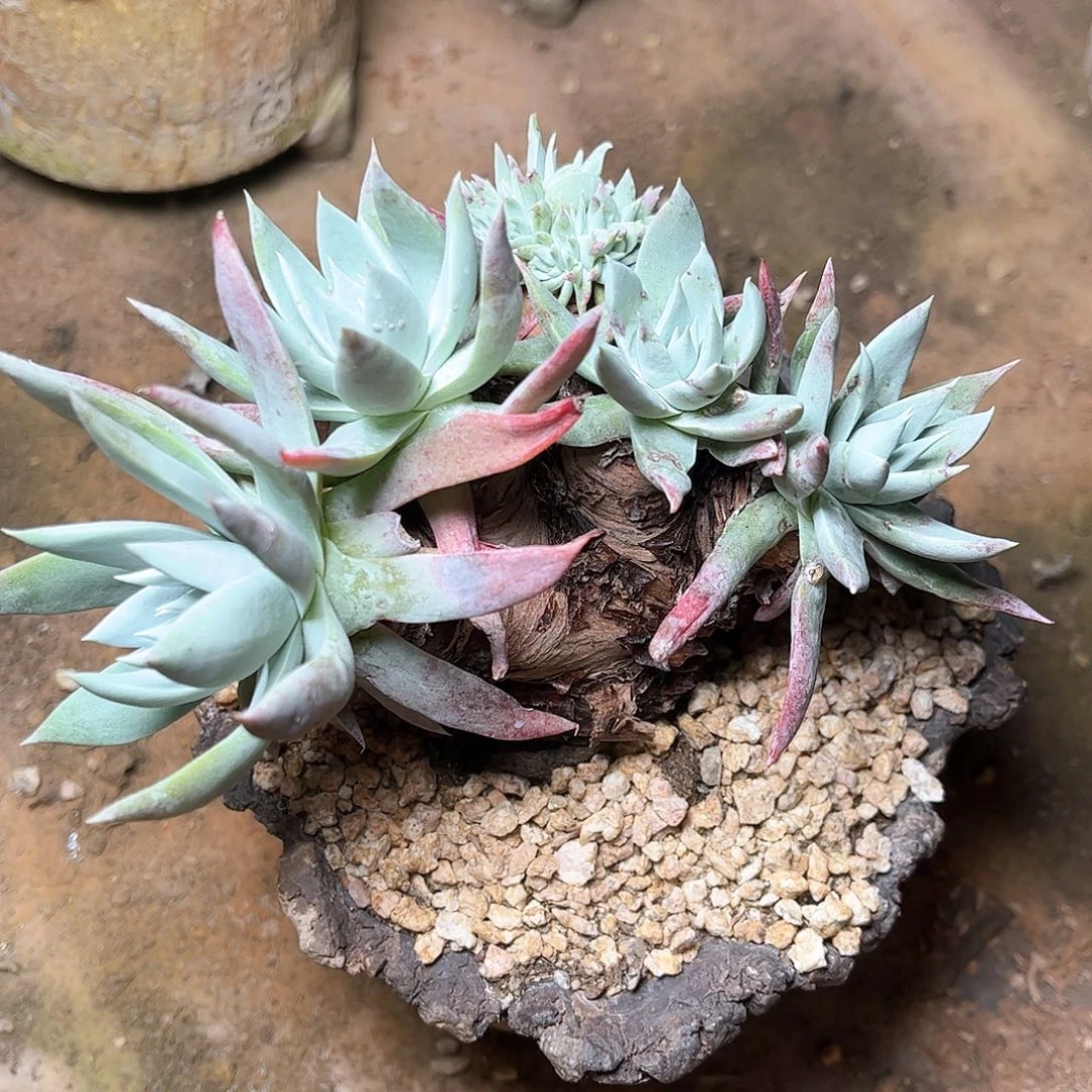 6457白衣圣徒苹果叶多肉瑕疵