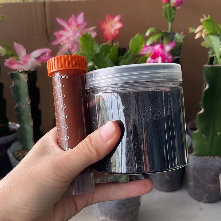 七***虹当前无花栽培后可以开花黄腐酸钾鱼蛋白