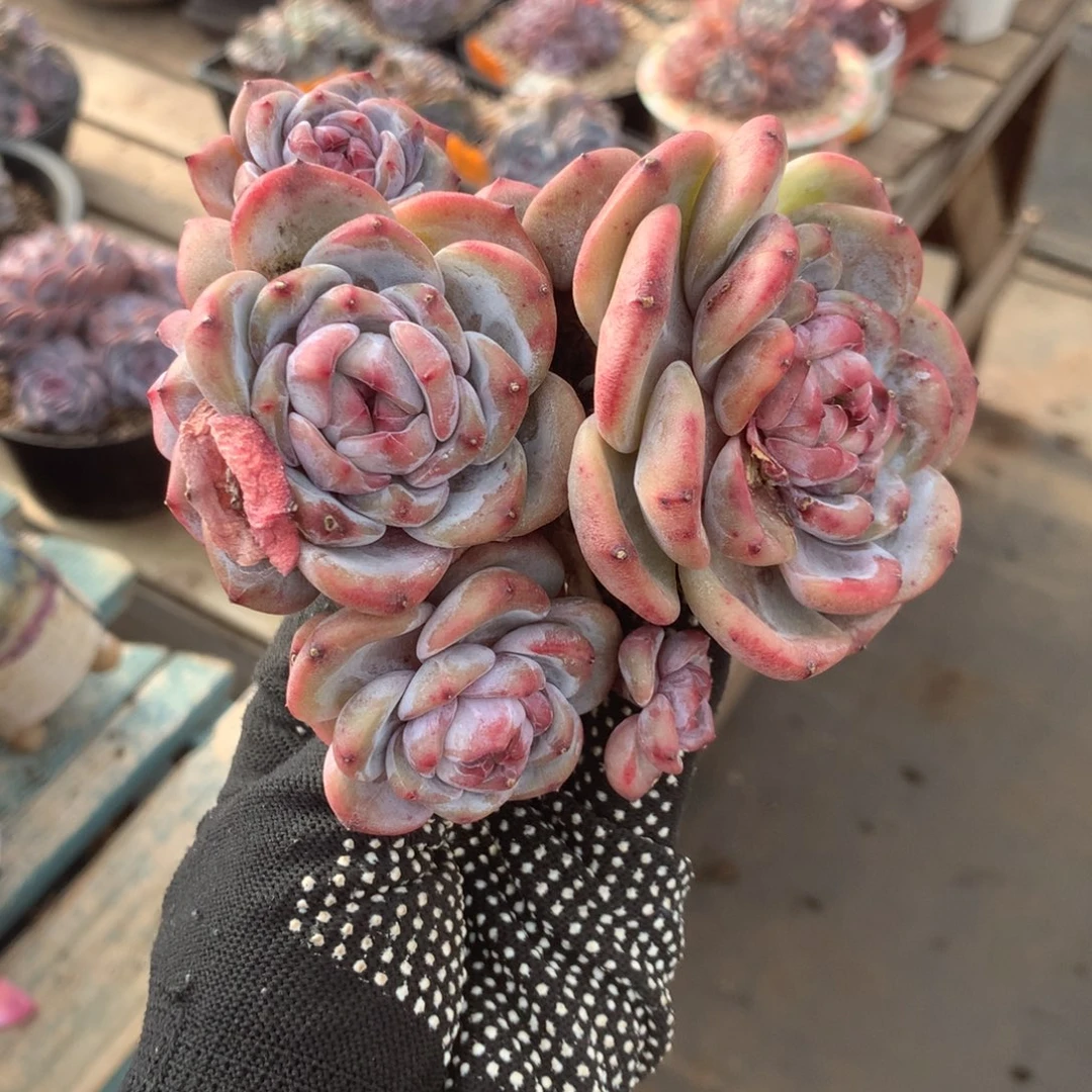 哈哈哈哈哈哈哈哈石榴籽