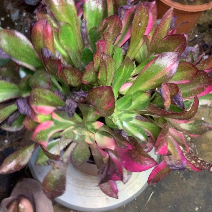 魅影七彩群001多肉