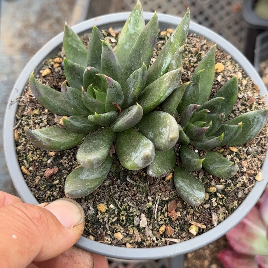 黑骑士惊鸿一物一拍包装收缩花旱