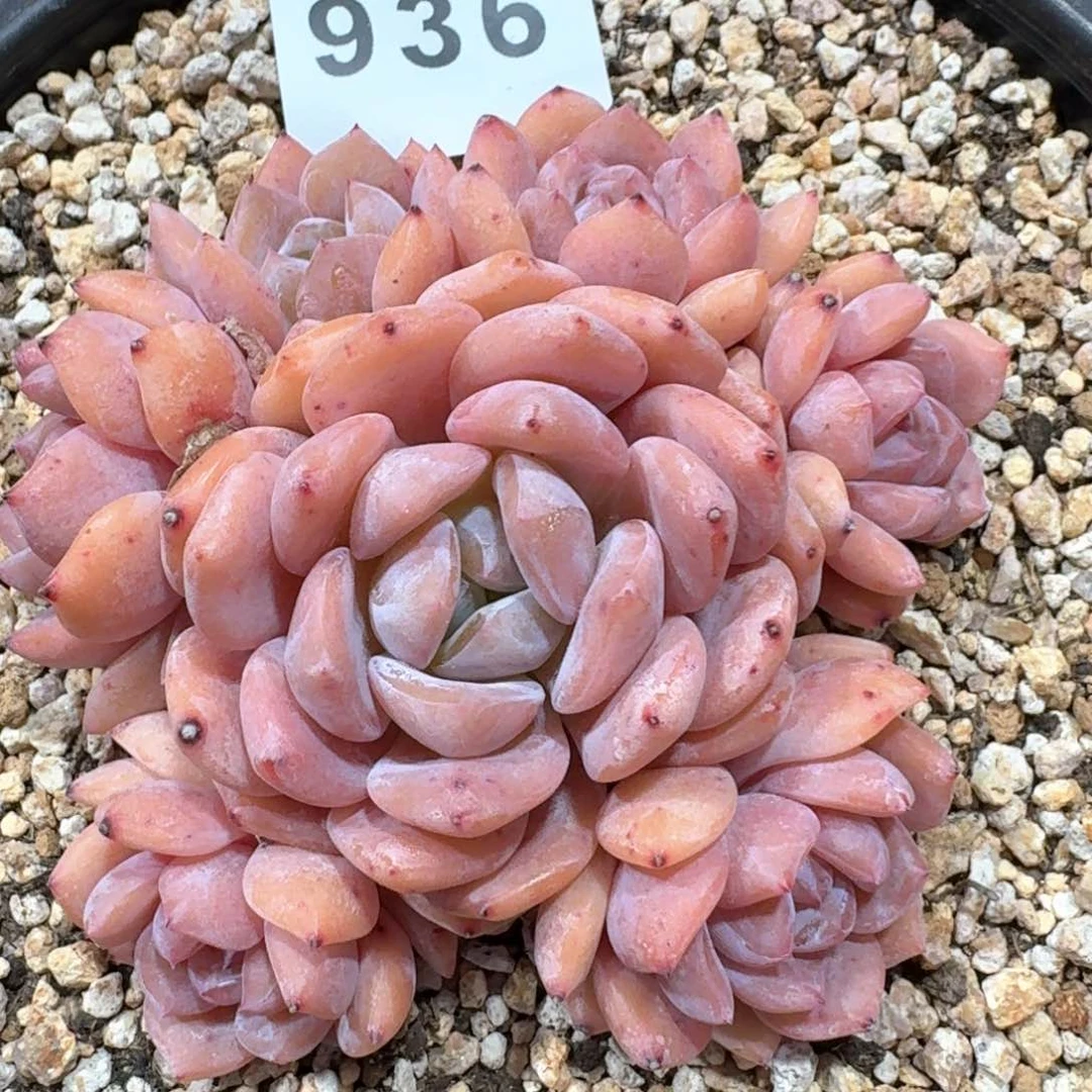 朵朵群生          多肉植物