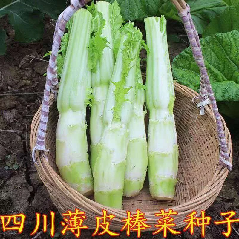 【全店满8包包邮】棒棒菜种子